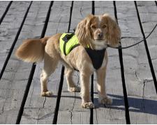 Pet buoyancy aid Zorro