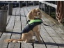 DOG VEST MASCOT 2.jpg
