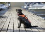DOG VEST MASCOT 3.jpg