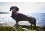 DOG VEST MASCOT roosa 2.jpg